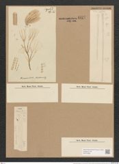 Homoeocladia martiana var. div. Ag. (de-Toni-Nr.: Genus 48, Species 2182) Zeichnungen Sammlung Grunow Nr. 4577 (NHMW-BOT-W0372586)